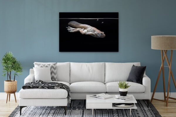 Poster - Βαλκανικός Πηλοβάτης, Pelobates balcanicus, γυρίνος #2 - Image 2