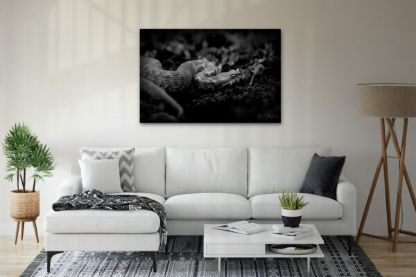 Poster - Οχιά, Vipera ammodytes, Black & White - Image 3