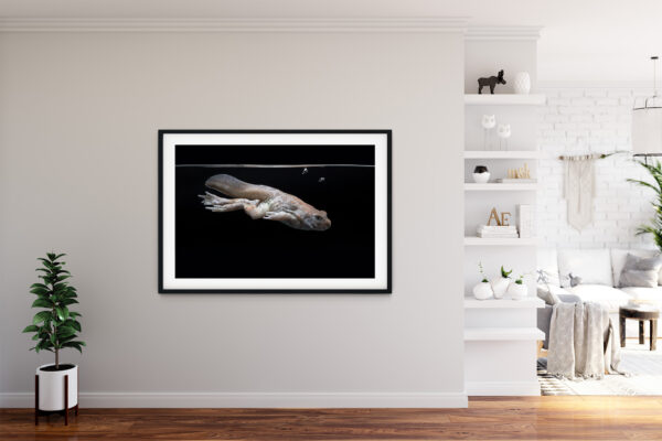 Poster - Βαλκανικός Πηλοβάτης, Pelobates balcanicus, γυρίνος #2 - Image 3