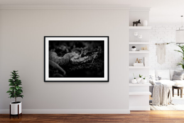 Poster - Οχιά, Vipera ammodytes, Black & White - Image 4
