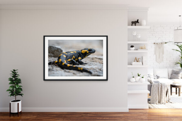 Poster - Σαλαμάνδρα της Φωτιάς, Salamandra salamandra #2 - Image 3