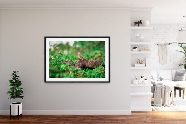 Poster - Οχιά, Vipera ammodytes #3 - Image 3