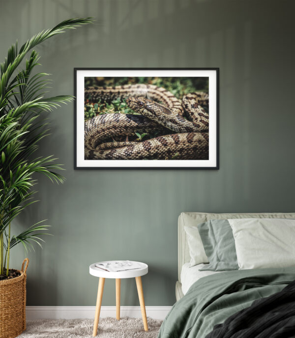 Poster - Λαφιάτης της Σκύρου, Elaphe quatuorlineata scyrensis - Image 2