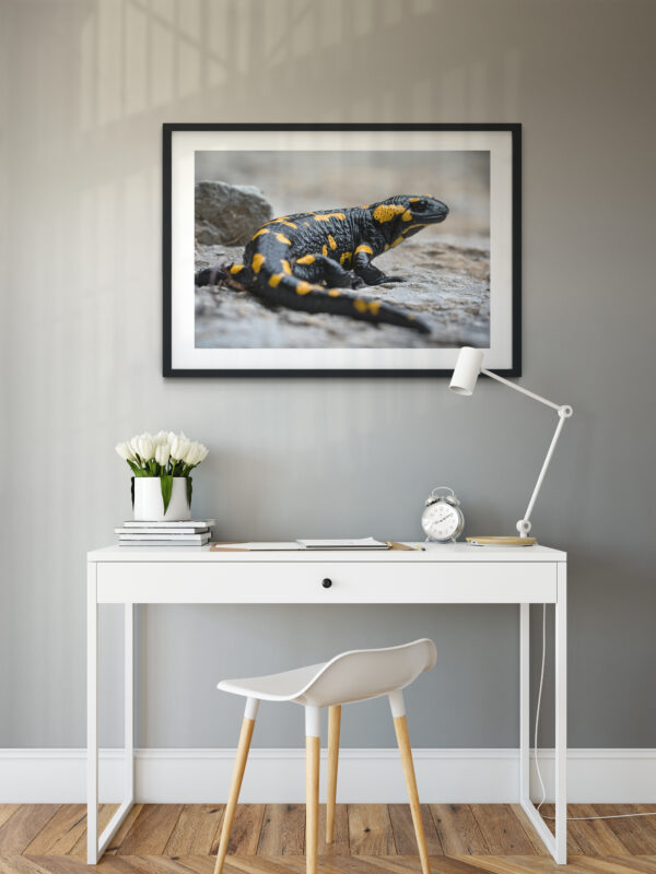 Poster - Σαλαμάνδρα της Φωτιάς, Salamandra salamandra #2 - Image 4