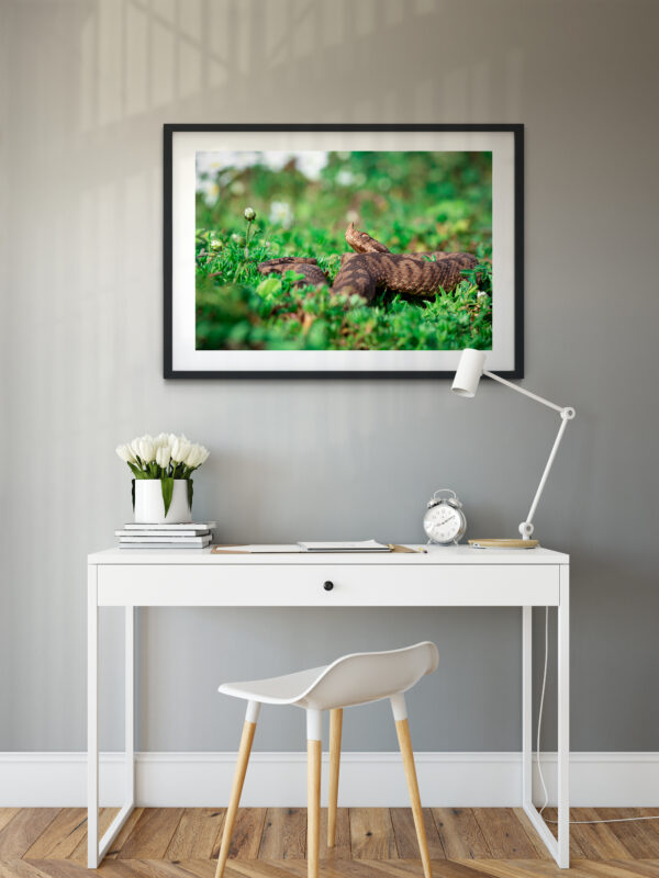 Poster - Οχιά, Vipera ammodytes #3 - Image 2