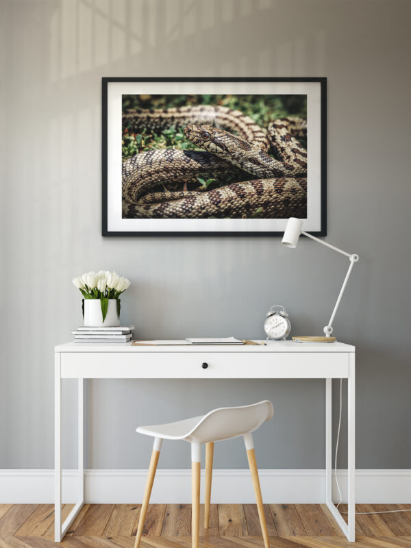 Poster - Λαφιάτης της Σκύρου, Elaphe quatuorlineata scyrensis - Image 3