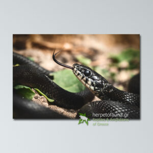 Poster - Νερόφιδο μαύρο, Natrix natrix πόστερ αφίσα με ερπετά φίδια ελλάδας