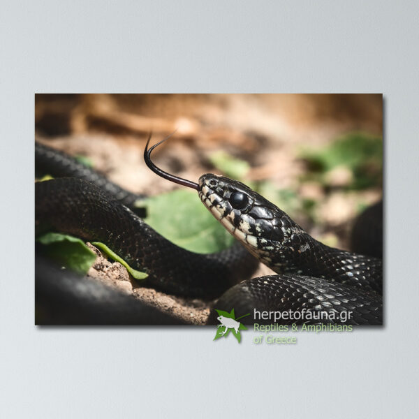 Poster - Νερόφιδο μαύρο, Natrix natrix