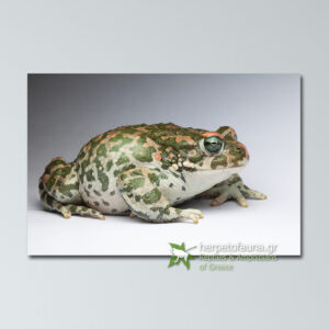 Poster - Πρασινόφρυνος, Bufotes viridis, Green Toad πόστερ αφίσα με αμφίβια βατράχια ελλάδας