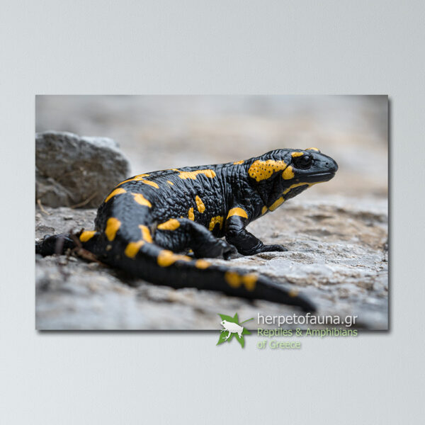 Poster - Σαλαμάνδρα της Φωτιάς, Salamandra salamandra #2 πόστερ αφίσα με αμφίβια ελλάδας