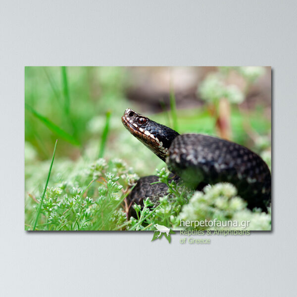 Poster Αστρίτης Vipera berus bosniensis