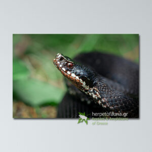 Poster Αστρίτης μαύρος Vipera berus πόστερ αφίσα με ερπετά φίδια οχιές ελλάδας