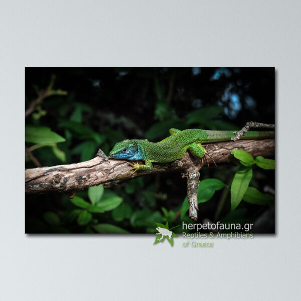 Poster - Πρασινόσαυρα, Lacerta viridis πόστερ αφίσα με ερπετά σαύρα σαύρες ελλάδας