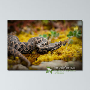 Poster – Οχιά, Vipera ammodytes #4 πόστερ αφίσα με ερπετά φίδια οχιές ελλάδας