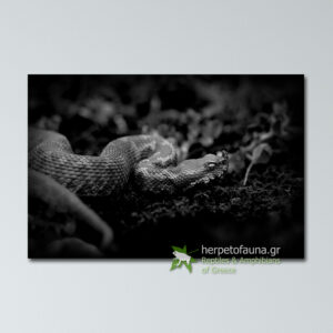 Poster - Οχιά, Vipera ammodytes, Black & White πόστερ αφίσα με ερπετά φίδια οχιές ελλάδας