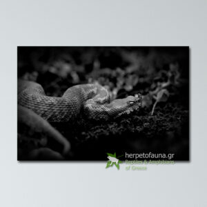 Poster - Οχιά, Vipera ammodytes, Black & White