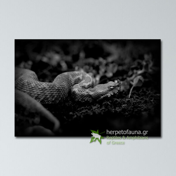 Poster - Οχιά, Vipera ammodytes, Black & White πόστερ αφίσα με ερπετά φίδια οχιές ελλάδας