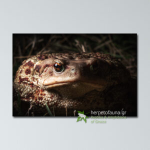 Poster Χωματόφρυνος Bufo bufo