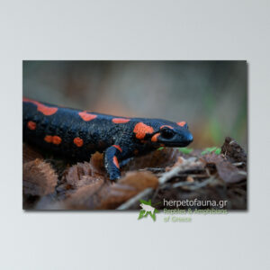 Poster – Πορτοκαλί Σαλαμάνδρα της Φωτιάς, Salamandra salamandra πόστερ αφίσα με αμφίβια σαλαμάνδρες ελλάδας