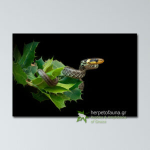 Poster - Λαφιάτης του Ασκληπιού σε δέντρο (Zamenis longissimus) πόστερ αφίσα με ερπετά φίδια ελλάδας