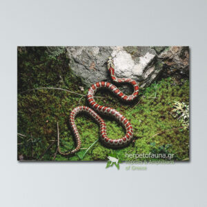 Poster - Σπιτόφιδο, Zamenis situla, Leopard Snake πόστερ αφίσα με ερπετά φίδια ελλάδας