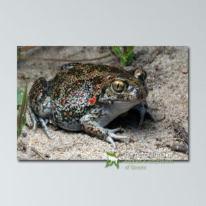 Poster - Βαλκανικός Πηλοβάτης, Pelobates balcanicus, Balkan Spadefoot Toad