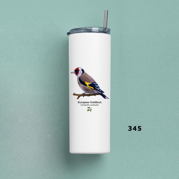 European goldfinch Carduelis carduelis TUMBLER